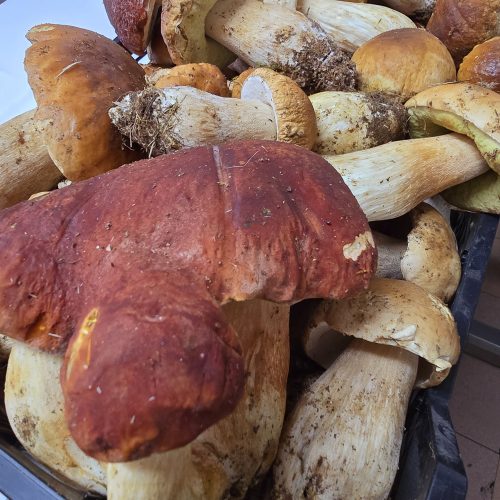 Funghi porcini