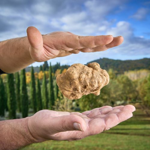 Tartufo Bianco di San Giovanni